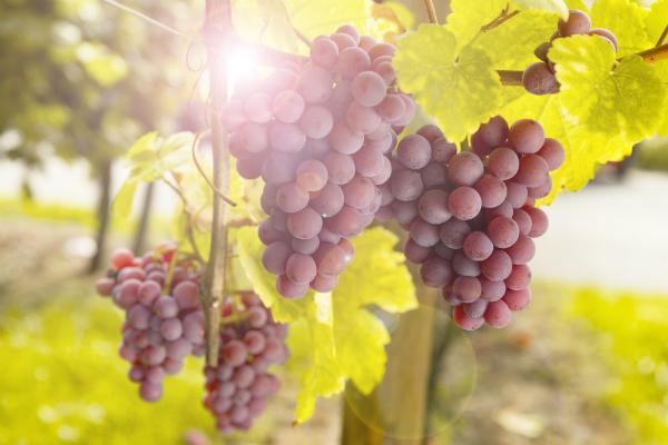 Wein als kulinarische Entdeckungsreise © by-studio / Fotolia.com