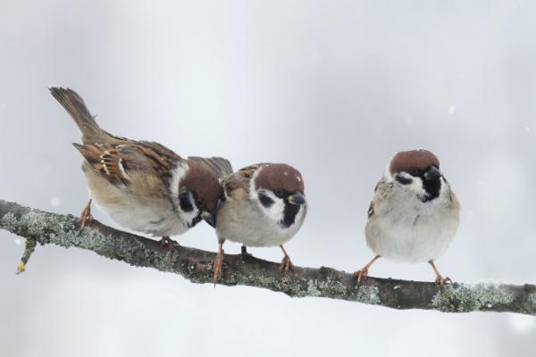 Artgerechter Support: Futter im Winter, frisches Wasser im Sommer © nataba / Fotolia.com