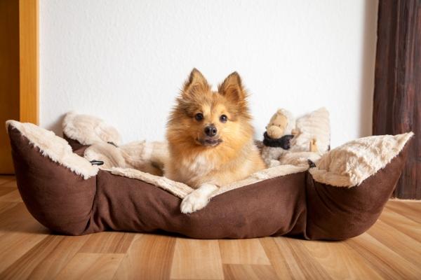 Shetland Sheepdog liegt im Körbchen Shetland Sheepdog liegt im Koerbchen