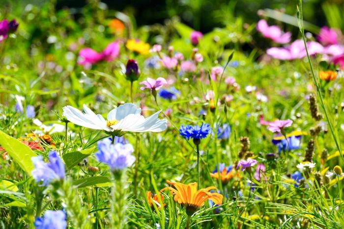 Wildblumen gedeihen am besten auf nährstoffarmen Böden blumenwiese-wildblumen bienenfreundliche-pflanzen