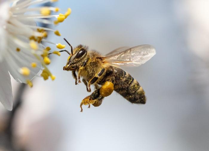 Eine Biene sammelt Honig eine biene sammelt honig bienenfreundliche-pflanzen