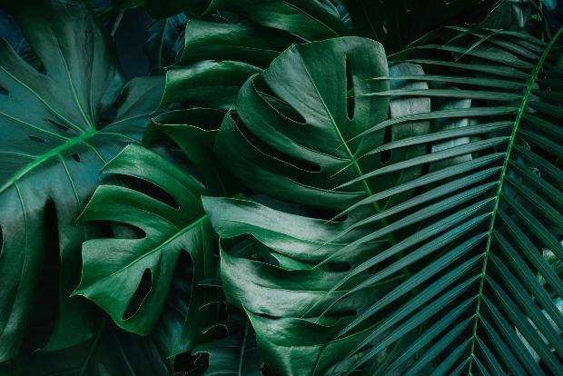 Manche Pflanzen wie die Philodrendron kommen gut mit halbschattigen Plätzen klar Philodendron für Wandbegrünung innen